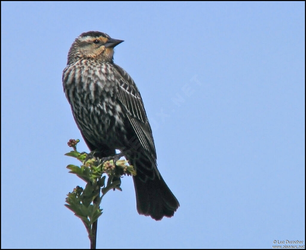 Red-winged Blackbird