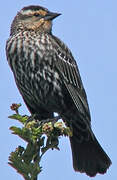 Red-winged Blackbird