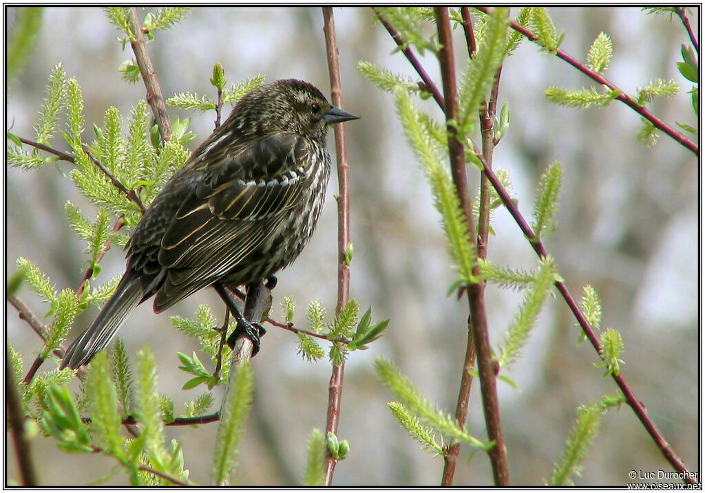 Red-winged Blackbird