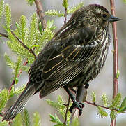 Red-winged Blackbird