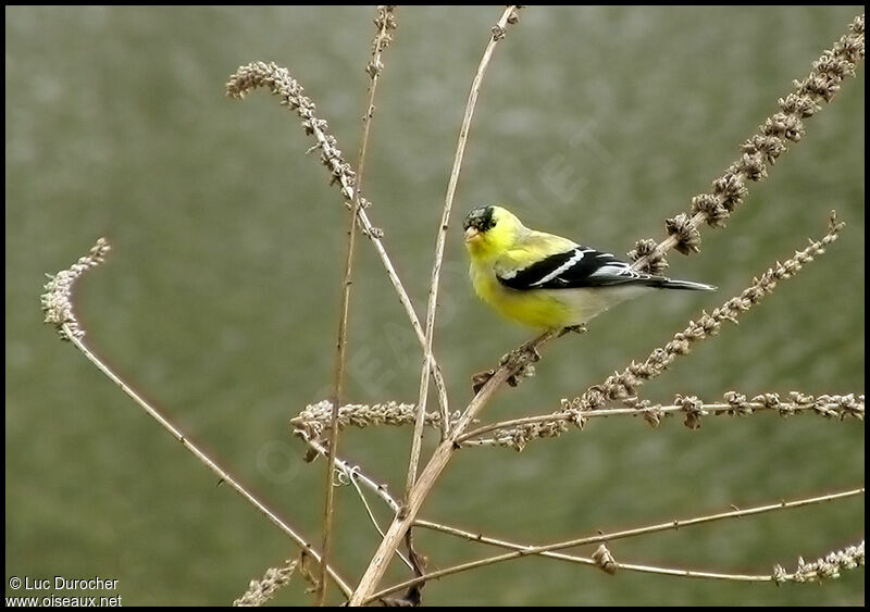 Chardonneret jaune