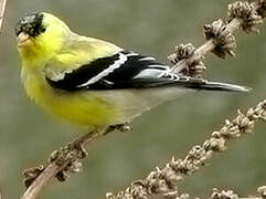 American Goldfinch