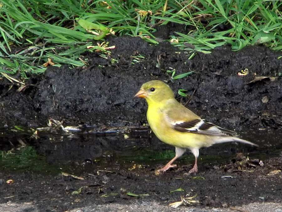 Chardonneret jaune