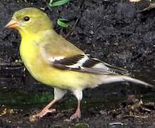 Chardonneret jaune