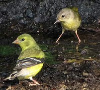 American Goldfinch