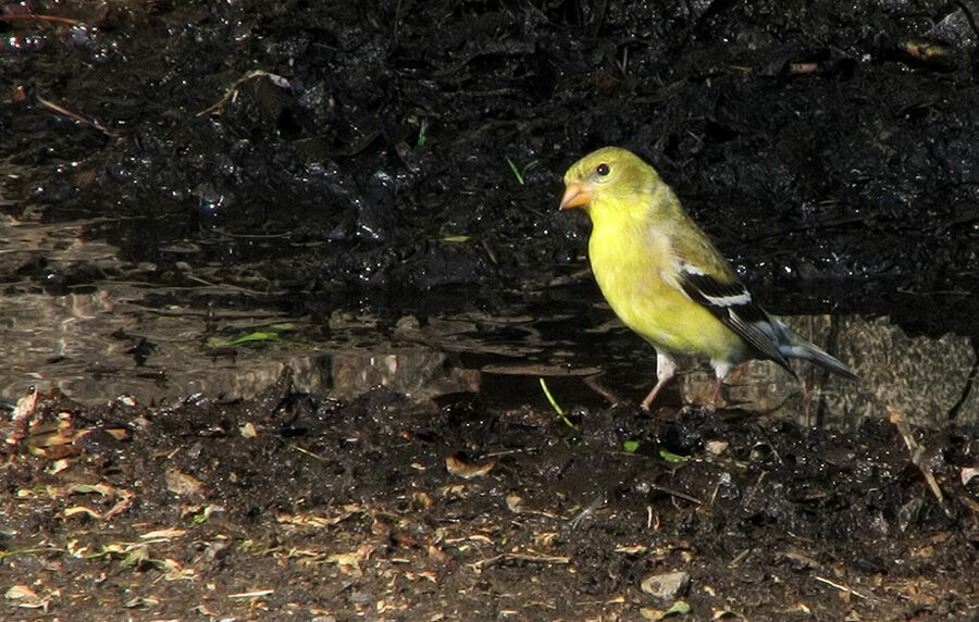 Chardonneret jaune