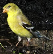 American Goldfinch