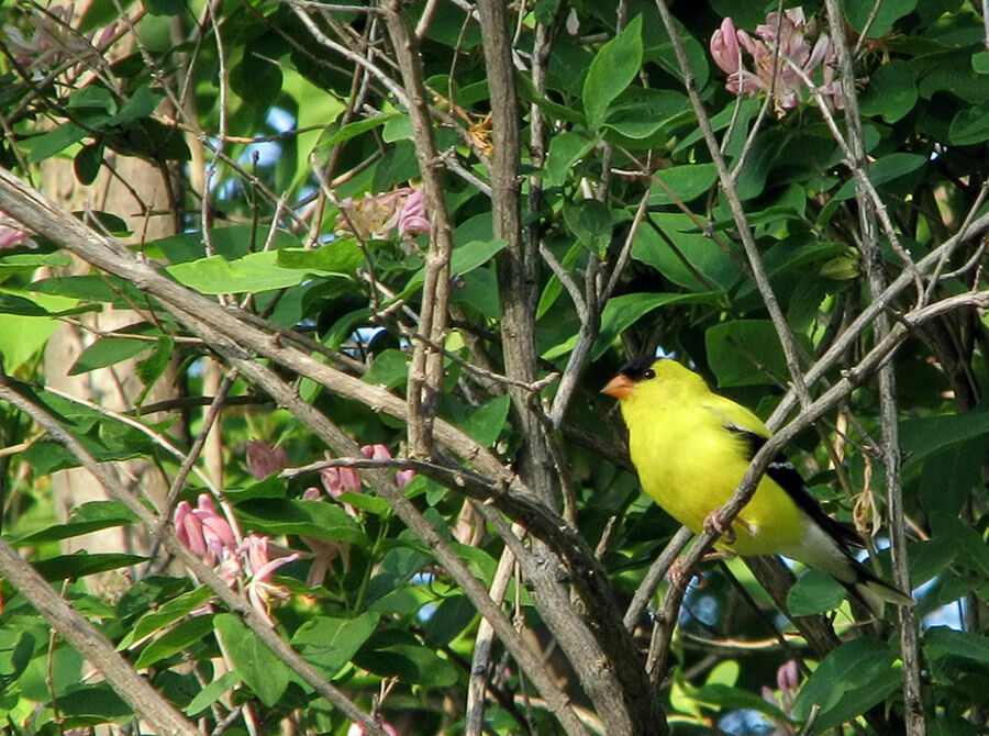 Chardonneret jaune