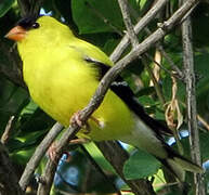 Chardonneret jaune