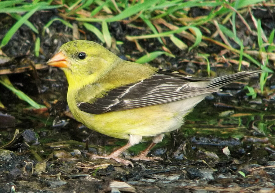 Chardonneret jaune