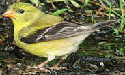 Chardonneret jaune