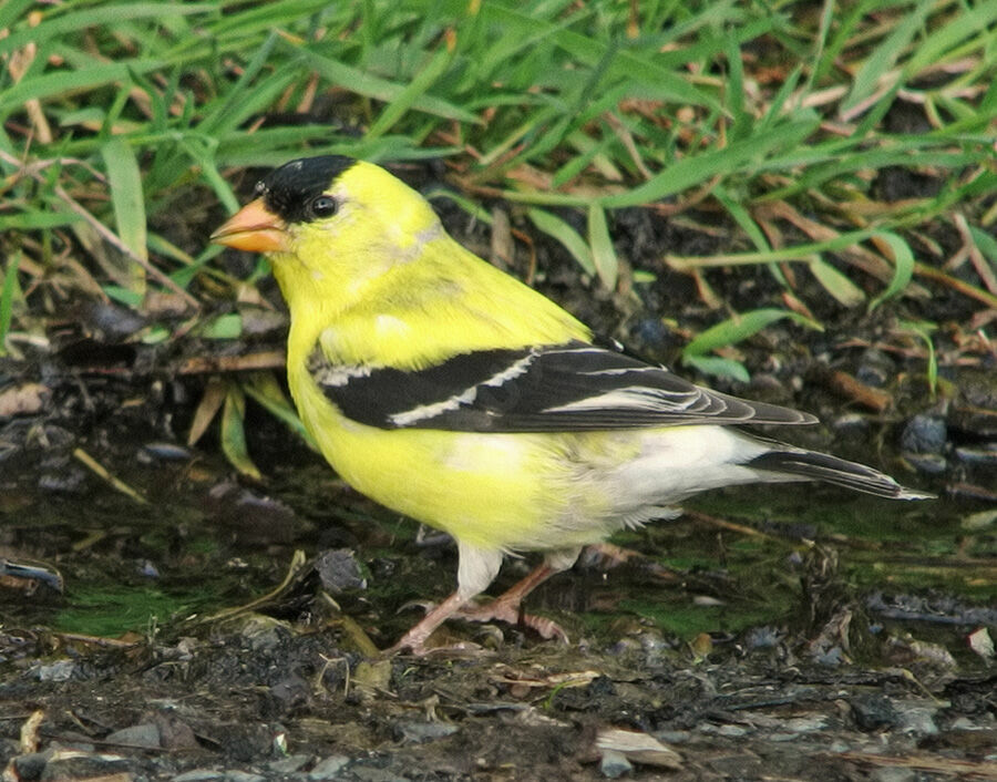 Chardonneret jaune