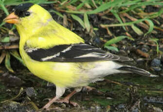 Chardonneret jaune