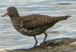 Spotted Sandpiper