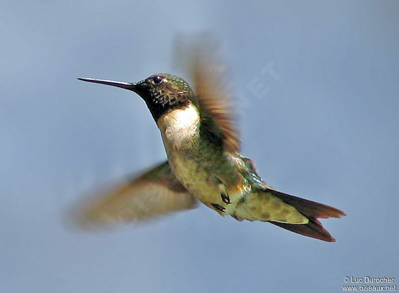 Ruby-throated Hummingbird