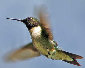 Colibri à gorge rubis