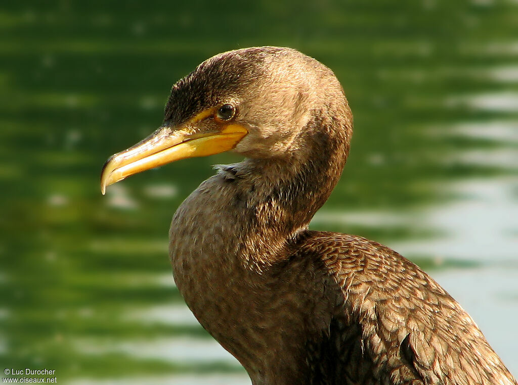 Double-crested Cormorant