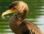 Cormoran à aigrettes