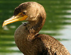 Double-crested Cormorant