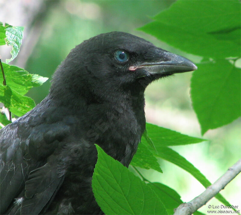 American Crow