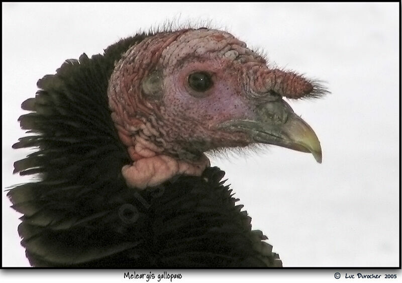 Wild Turkey