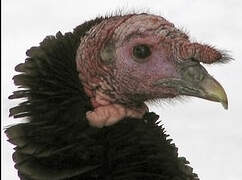 Wild Turkey