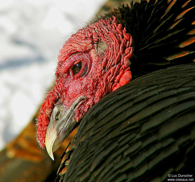 Wild Turkey