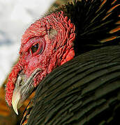 Wild Turkey