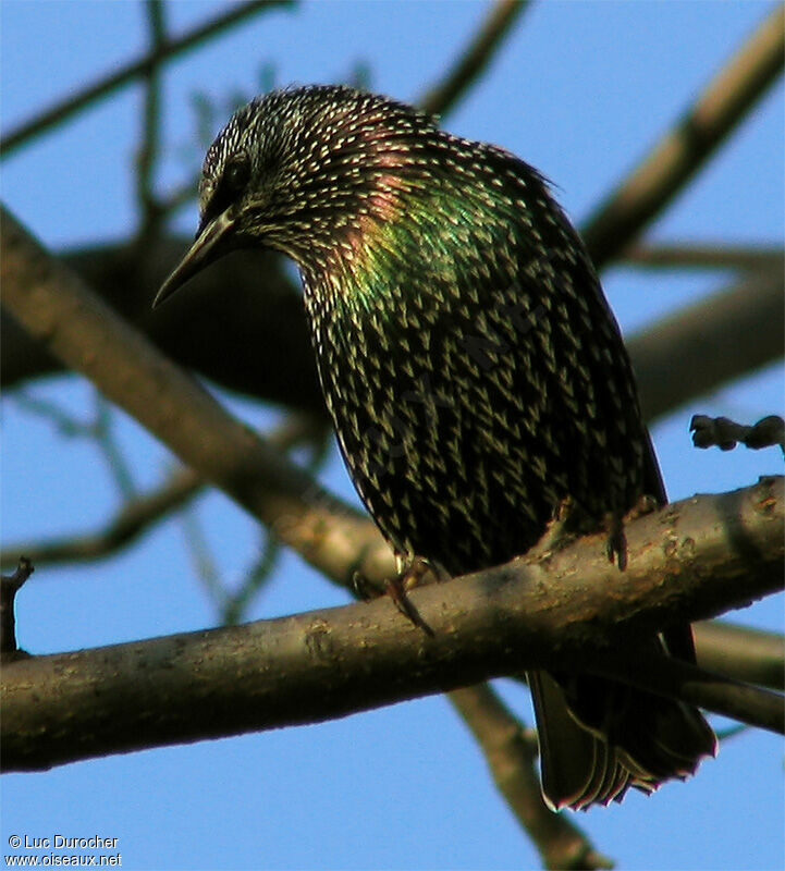 Common Starling