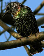 Common Starling