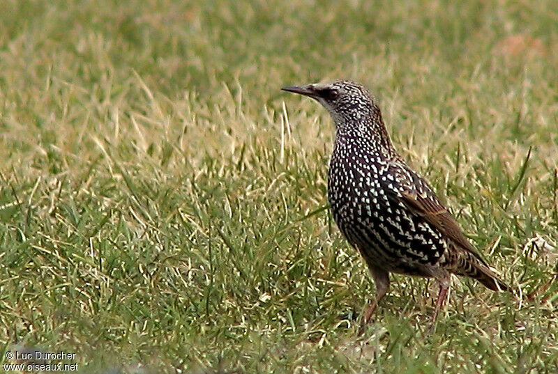 Common Starling