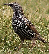 Common Starling