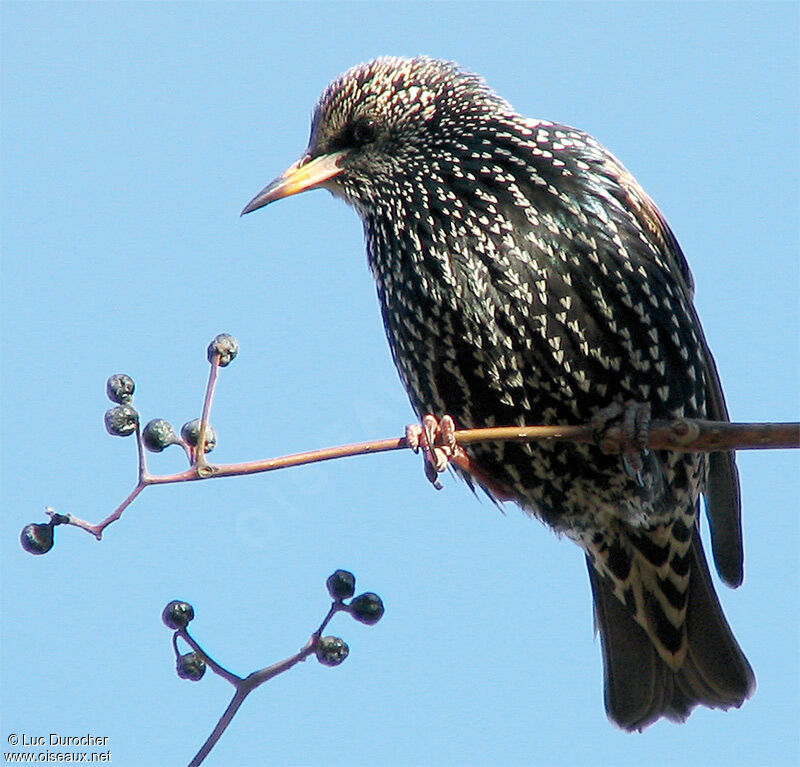 Common Starling