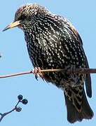 Common Starling