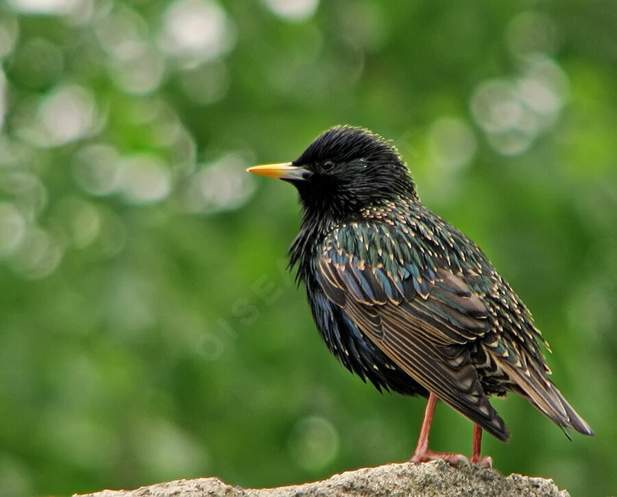 Common Starling