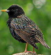 Common Starling