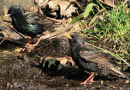 Common Starling