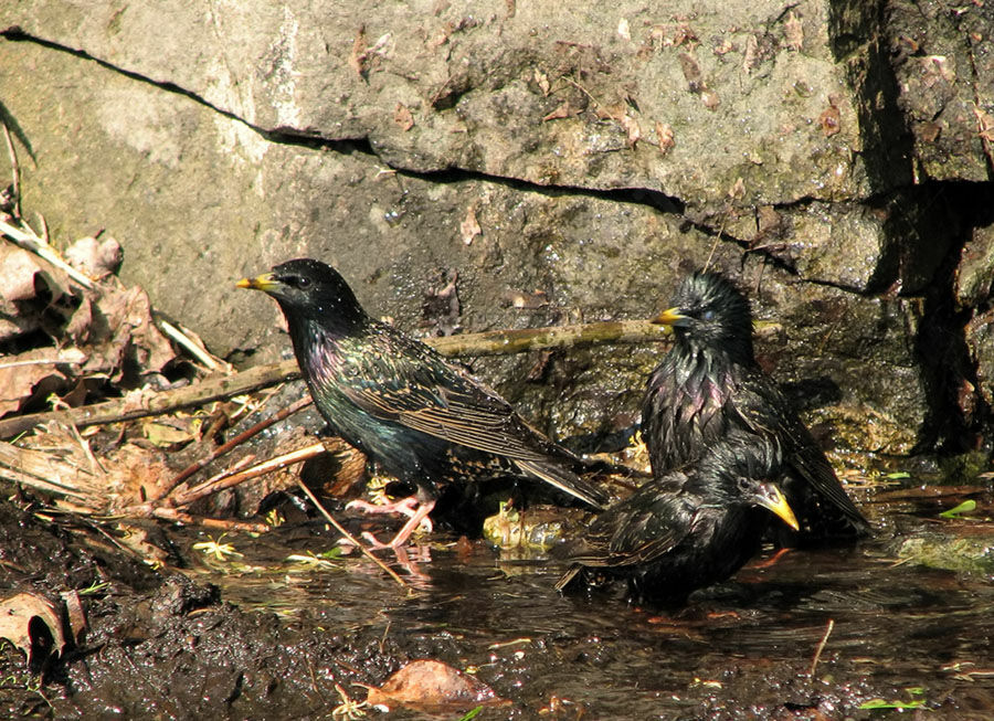 Common Starling