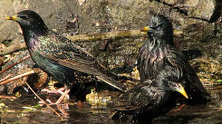 Common Starling