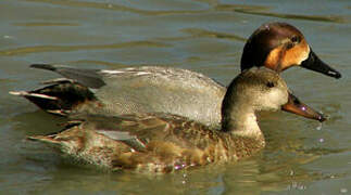 Canvasback