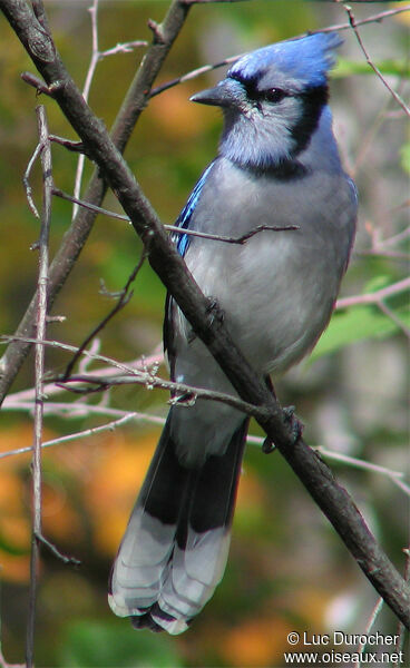 Blue Jay