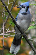 Blue Jay