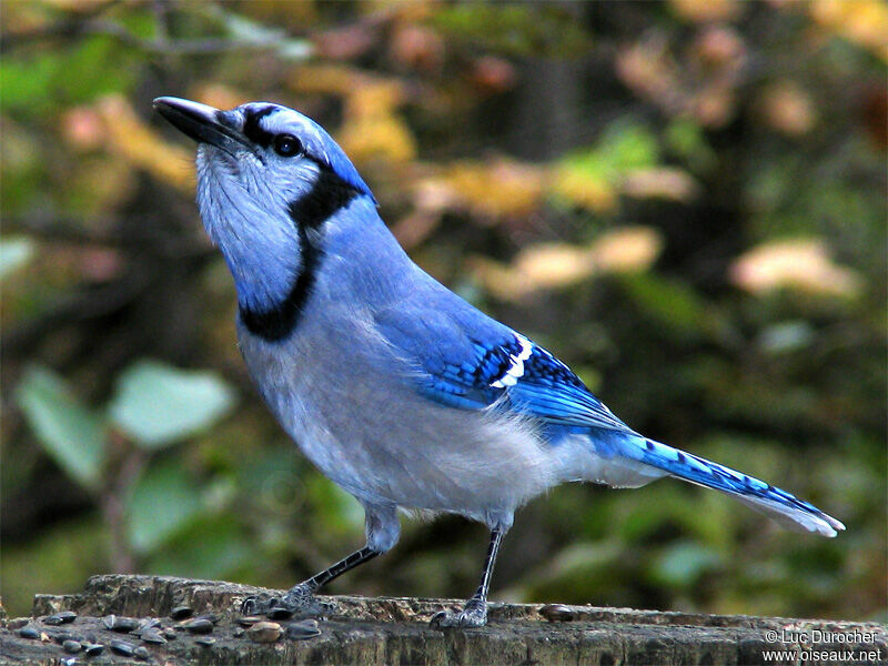 Blue Jay