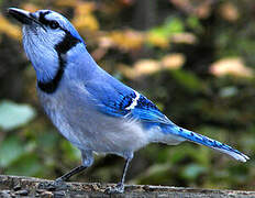 Blue Jay