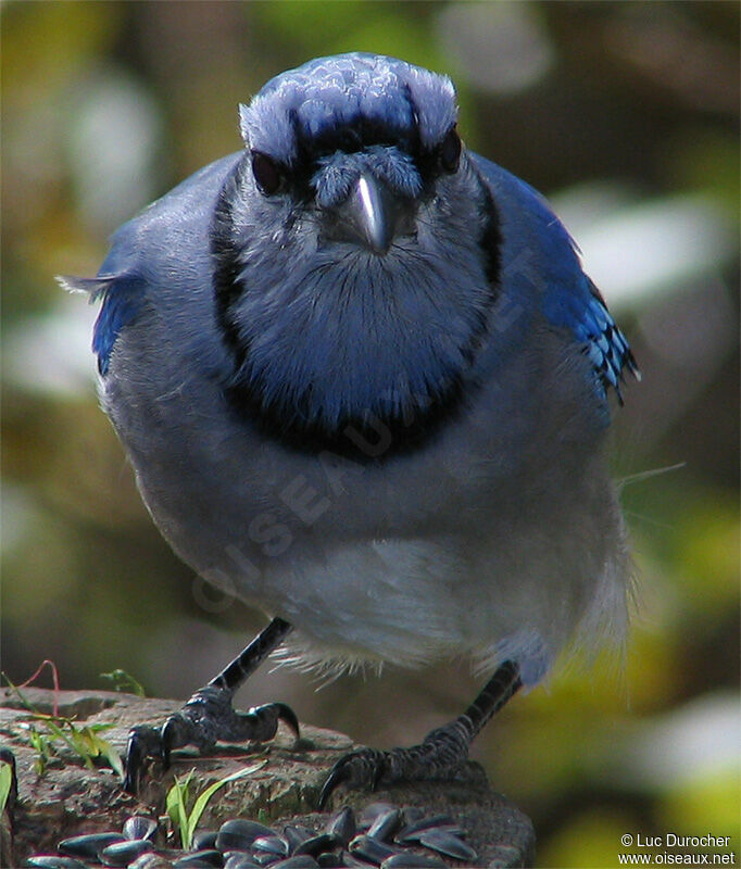 Blue Jay