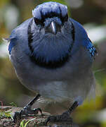 Blue Jay