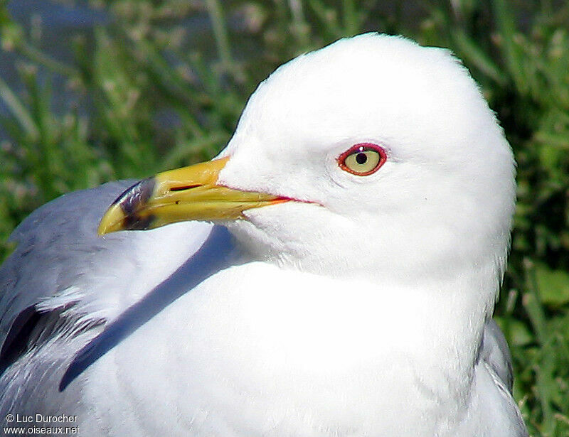 Goéland à bec cerclé