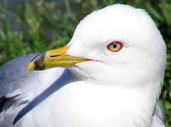 Ring-billed Gull