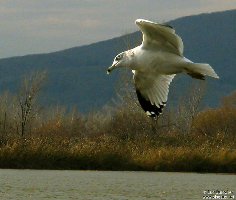 Ring-billed Gull