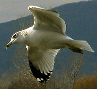 Ring-billed Gull